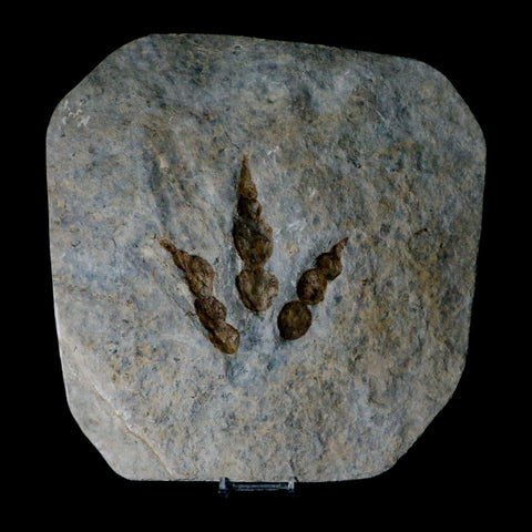 4.6" Grallator Variabilis Dinosaurs Tracks Foot Prints Jurassic Age France COA, Stand - Fossil Age Minerals