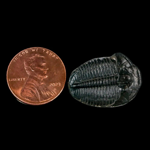 0.9" Elrathia Kingi Trilobite Fossil Utah Cambrian Age 521 Million Years Old COA - Fossil Age Minerals