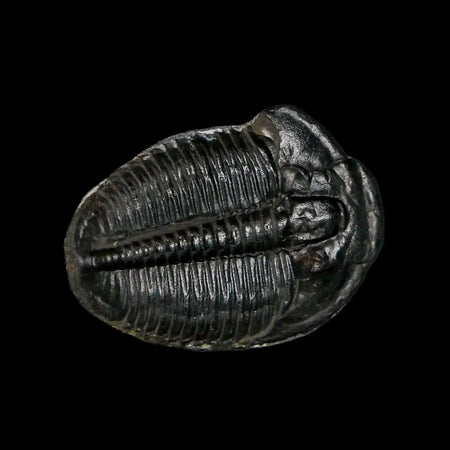 0.9" Elrathia Kingi Trilobite Fossil Utah Cambrian Age 521 Million Years Old COA