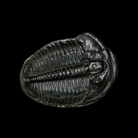 0.9" Elrathia Kingi Trilobite Fossil Utah Cambrian Age 521 Million Years Old COA - Fossil Age Minerals