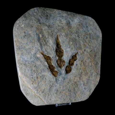 4.6" Grallator Variabilis Dinosaurs Tracks Foot Prints Jurassic Age France COA, Stand - Fossil Age Minerals