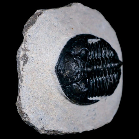 2.4" Metacanthina Issoumourensis Trilobite Fossil Devonian Age 400 Mil Yrs Old COA - Fossil Age Minerals