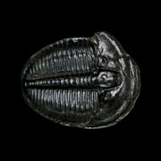 0.9" Elrathia Kingi Trilobite Fossil Utah Cambrian Age 521 Million Years Old COA