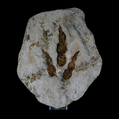 5.3" Grallator Variabilis Dinosaurs Tracks Foot Prints Jurassic Age France COA, Stand - Fossil Age Minerals