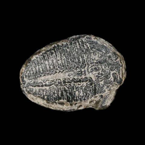 0.9" Elrathia Kingi Trilobite Fossil Utah Cambrian Age 521 Million Years Old COA - Fossil Age Minerals