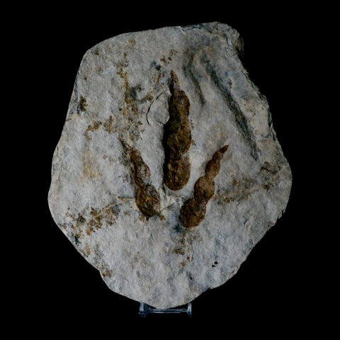 5.3" Grallator Variabilis Dinosaurs Tracks Foot Prints Jurassic Age France COA, Stand - Fossil Age Minerals