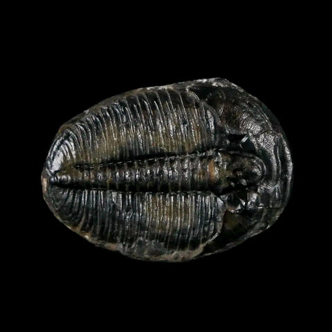 0.9" Elrathia Kingi Trilobite Fossil Utah Cambrian Age 521 Million Years Old COA - Fossil Age Minerals