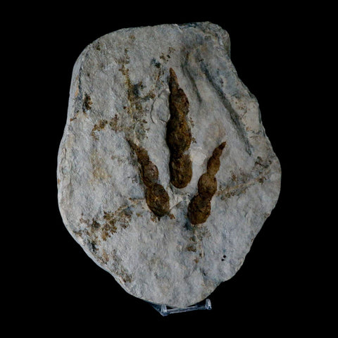 5.3" Grallator Variabilis Dinosaurs Tracks Foot Prints Jurassic Age France COA, Stand - Fossil Age Minerals