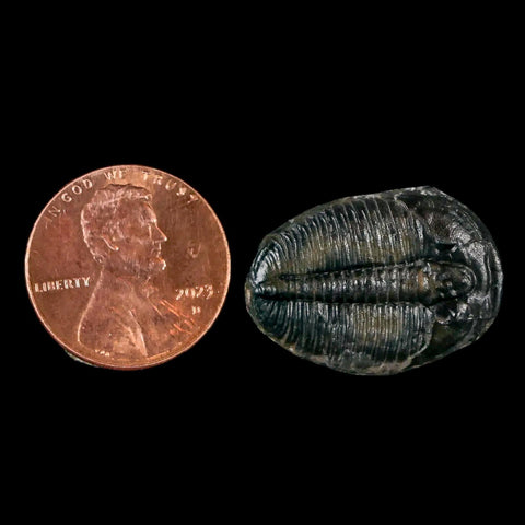 0.9" Elrathia Kingi Trilobite Fossil Utah Cambrian Age 521 Million Years Old COA - Fossil Age Minerals