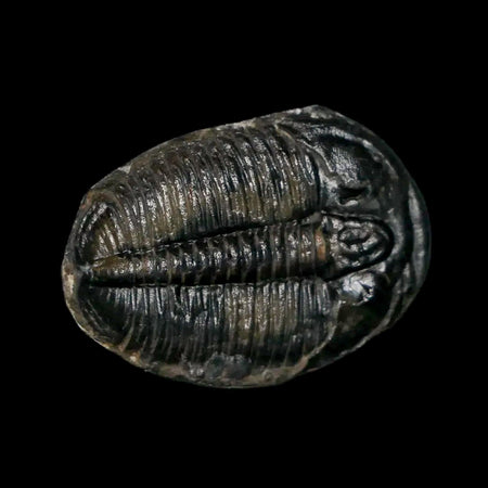 0.9" Elrathia Kingi Trilobite Fossil Utah Cambrian Age 521 Million Years Old COA