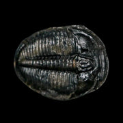 0.9" Elrathia Kingi Trilobite Fossil Utah Cambrian Age 521 Million Years Old COA