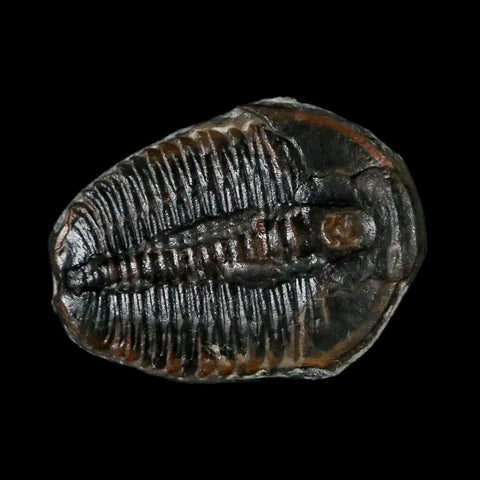 0.9" Elrathia Kingi Trilobite Fossil Utah Cambrian Age 521 Million Years Old COA - Fossil Age Minerals