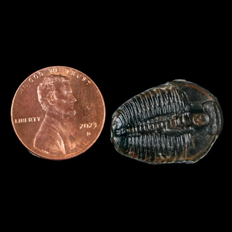 0.9" Elrathia Kingi Trilobite Fossil Utah Cambrian Age 521 Million Years Old COA - Fossil Age Minerals