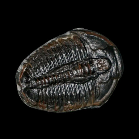 0.9" Elrathia Kingi Trilobite Fossil Utah Cambrian Age 521 Million Years Old COA