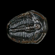 0.9" Elrathia Kingi Trilobite Fossil Utah Cambrian Age 521 Million Years Old COA