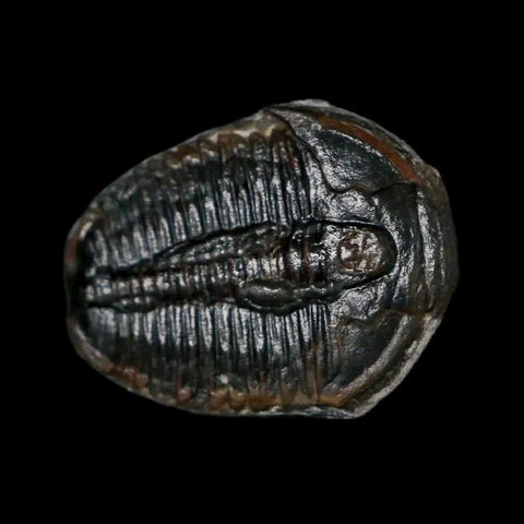 0.9" Elrathia Kingi Trilobite Fossil Utah Cambrian Age 521 Million Years Old COA - Fossil Age Minerals