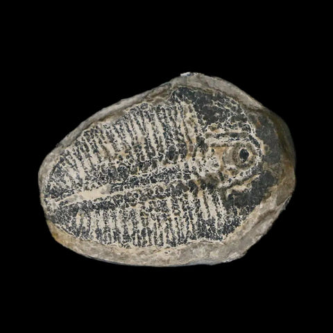 0.9" Elrathia Kingi Trilobite Fossil Utah Cambrian Age 521 Million Years Old COA - Fossil Age Minerals