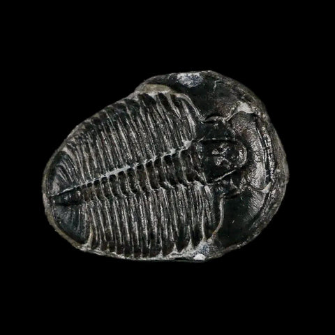 0.7" Elrathia Kingi Trilobite Fossil Utah Cambrian Age 521 Million Years Old COA - Fossil Age Minerals