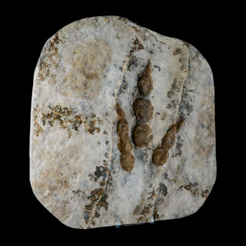 Two Double Sided Grallator Variabilis Dinosaurs Tracks Foot Prints Jurassic Age France COA - Fossil Age Minerals