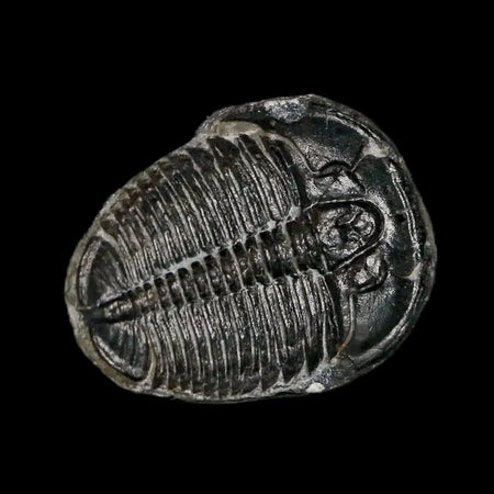 0.7" Elrathia Kingi Trilobite Fossil Utah Cambrian Age 521 Million Years Old COA