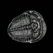 0.7" Elrathia Kingi Trilobite Fossil Utah Cambrian Age 521 Million Years Old COA