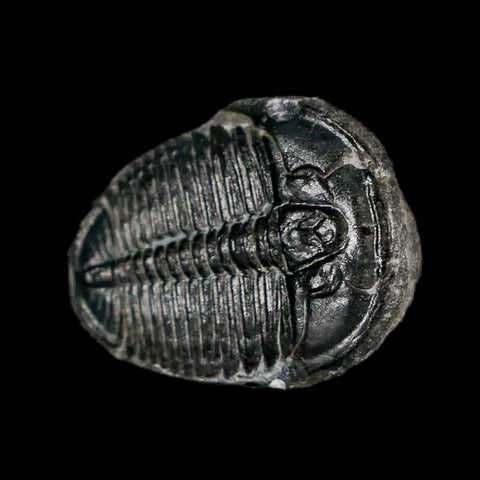 0.7" Elrathia Kingi Trilobite Fossil Utah Cambrian Age 521 Million Years Old COA - Fossil Age Minerals