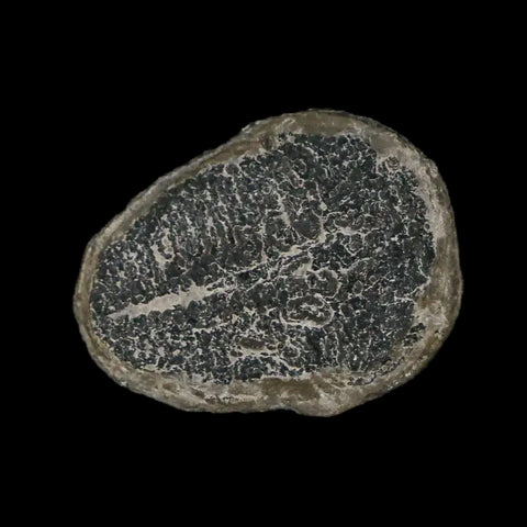 0.7" Elrathia Kingi Trilobite Fossil Utah Cambrian Age 521 Million Years Old COA - Fossil Age Minerals