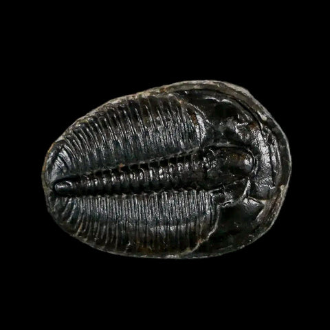 0.8" Elrathia Kingi Trilobite Fossil Utah Cambrian Age 521 Million Years Old COA - Fossil Age Minerals