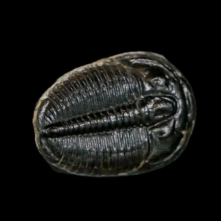 0.8" Elrathia Kingi Trilobite Fossil Utah Cambrian Age 521 Million Years Old COA