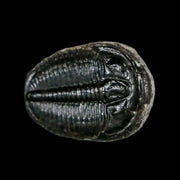 0.8" Elrathia Kingi Trilobite Fossil Utah Cambrian Age 521 Million Years Old COA