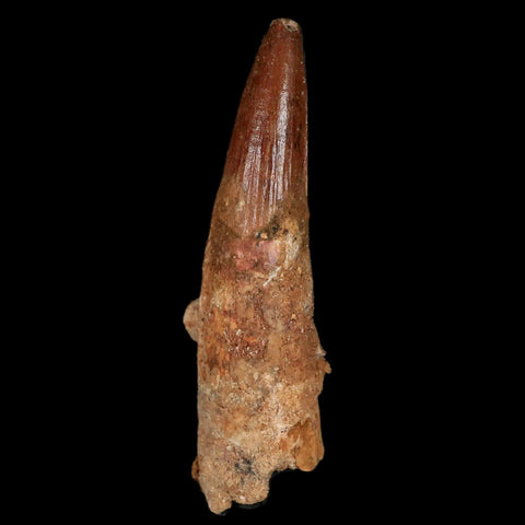 XL 3.3" Spinosaurus Fossil Tooth 100 Million Years Old Cretaceous Dinosaur COA Stand - Fossil Age Minerals