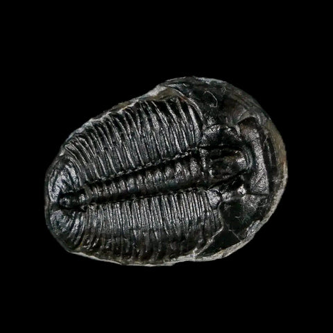 0.8" Elrathia Kingi Trilobite Fossil Utah Cambrian Age 521 Million Years Old COA - Fossil Age Minerals