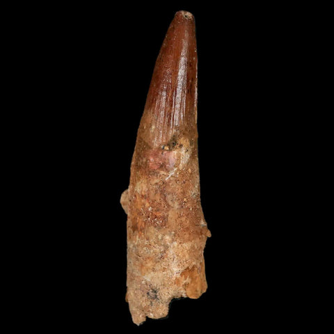 XL 3.3" Spinosaurus Fossil Tooth 100 Million Years Old Cretaceous Dinosaur COA Stand - Fossil Age Minerals