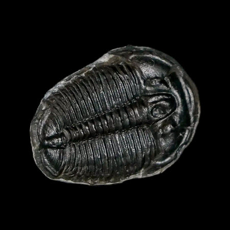 0.8" Elrathia Kingi Trilobite Fossil Utah Cambrian Age 521 Million Years Old COA