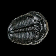 0.8" Elrathia Kingi Trilobite Fossil Utah Cambrian Age 521 Million Years Old COA