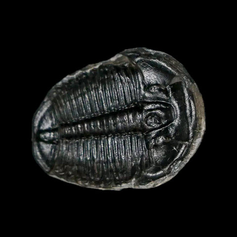 0.8" Elrathia Kingi Trilobite Fossil Utah Cambrian Age 521 Million Years Old COA - Fossil Age Minerals