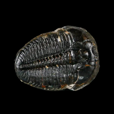 0.8" Elrathia Kingi Trilobite Fossil Utah Cambrian Age 521 Million Years Old COA - Fossil Age Minerals