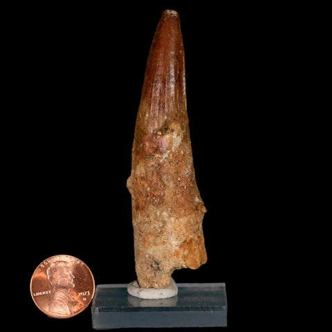 XL 3.3" Spinosaurus Fossil Tooth 100 Million Years Old Cretaceous Dinosaur COA Stand - Fossil Age Minerals