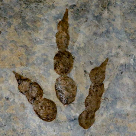 5.1" Grallator Variabilis Dinosaurs Tracks Foot Prints Jurassic Age France COA, Stand