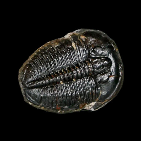 0.8" Elrathia Kingi Trilobite Fossil Utah Cambrian Age 521 Million Years Old COA