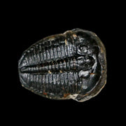 0.8" Elrathia Kingi Trilobite Fossil Utah Cambrian Age 521 Million Years Old COA