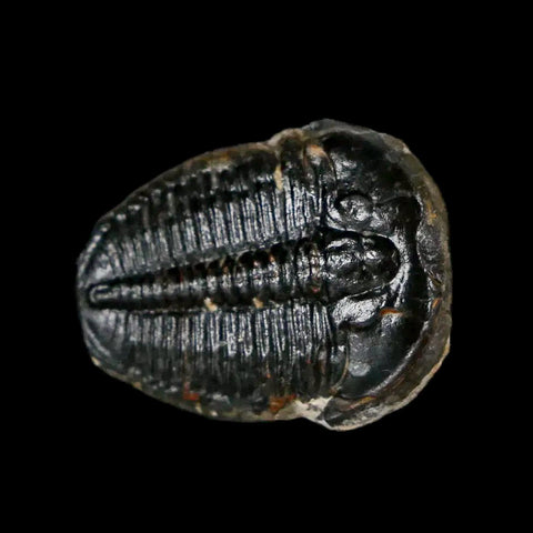 0.8" Elrathia Kingi Trilobite Fossil Utah Cambrian Age 521 Million Years Old COA - Fossil Age Minerals