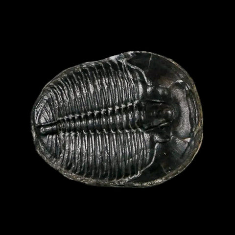 0.8" Elrathia Kingi Trilobite Fossil Utah Cambrian Age 521 Million Years Old COA - Fossil Age Minerals