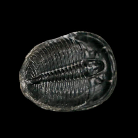 0.8" Elrathia Kingi Trilobite Fossil Utah Cambrian Age 521 Million Years Old COA