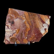 4.9" Detailed Glossopteris Browniana Fossil Plant Leafs Permian Age Australia Stand