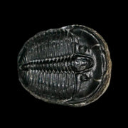 0.8" Elrathia Kingi Trilobite Fossil Utah Cambrian Age 521 Million Years Old COA