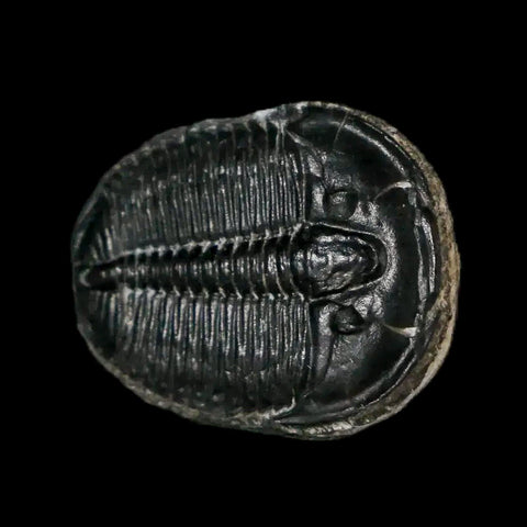 0.8" Elrathia Kingi Trilobite Fossil Utah Cambrian Age 521 Million Years Old COA - Fossil Age Minerals