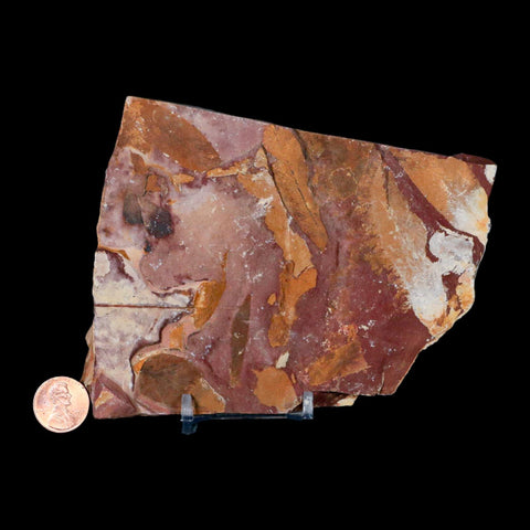 4.9" Detailed Glossopteris Browniana Fossil Plant Leafs Permian Age Australia Stand - Fossil Age Minerals