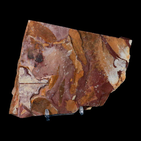 4.9" Detailed Glossopteris Browniana Fossil Plant Leafs Permian Age Australia Stand - Fossil Age Minerals