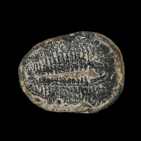 0.8" Elrathia Kingi Trilobite Fossil Utah Cambrian Age 521 Million Years Old COA - Fossil Age Minerals